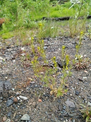 Descurainia sophioides