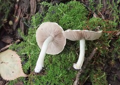 Psathyrella maculata