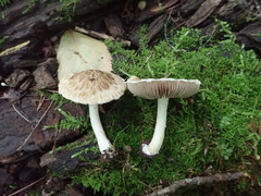 Psathyrella maculata