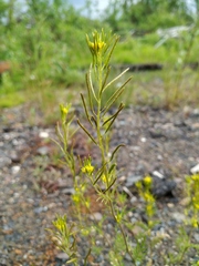 Descurainia sophioides