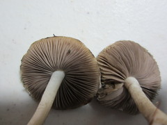 Psathyrella maculata
