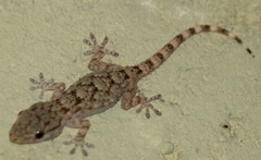 Tarentola mauritanica