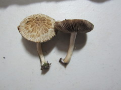 Psathyrella maculata
