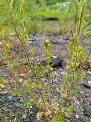 Descurainia sophioides