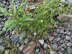 Stellaria peduncularis