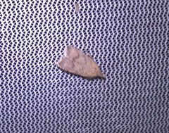 Dichomeris ventrellus