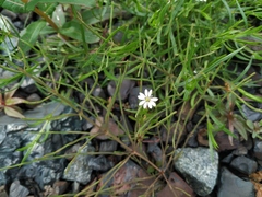 Stellaria peduncularis