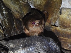 Steatornis caripensis