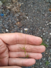 Stellaria peduncularis