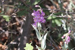 Penstemon secundiflorus