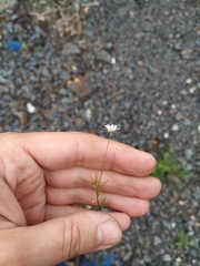Stellaria peduncularis
