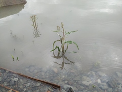 Rumex aquaticus protractus