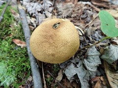 Scleroderma flavidum