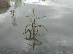 Rumex aquaticus protractus