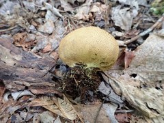 Scleroderma flavidum