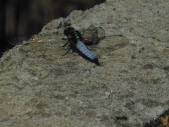 Orthetrum internum
