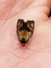 Ptycholoma lecheana