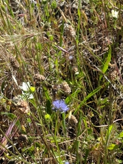 Gilia capitata pacifica