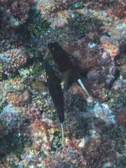 Ctenochaetus flavicauda