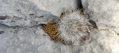 Rapicactus