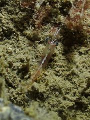 Nikoides
