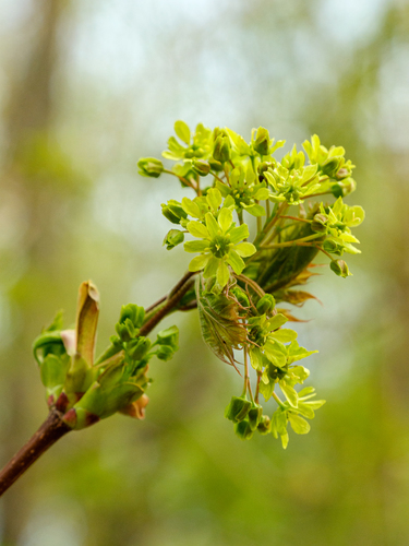 Paprastasis klevas nuotrauka