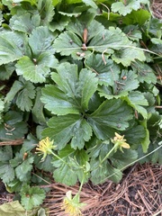 Waldsteinia