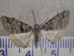 Lipogya exprimataria