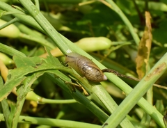 Succinea arundinetorum