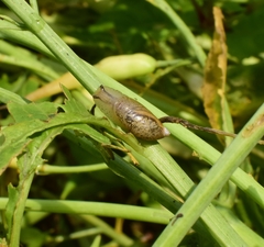Succinea arundinetorum