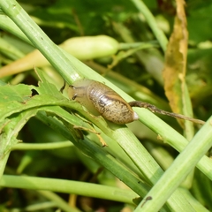 Succinea arundinetorum