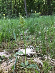 Dactylorhiza viridis