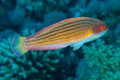 Red Sea Eightline Flasher photo 2