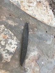 Tandonia pageti
