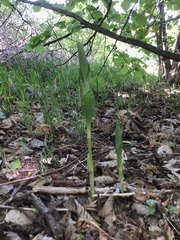 Cephalanthera damasonium