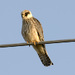 Red-footed Falcon - Photo (c) Sergey Yeliseev, some rights reserved (CC BY-NC-ND)