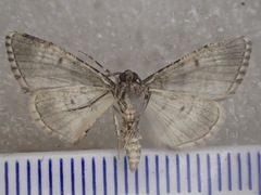 Lipogya exprimataria