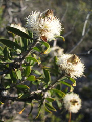 Melaleuca cuspidata