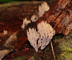 Artomyces austropiperatus