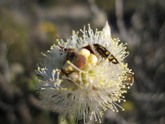 Castiarina picta