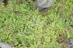 Adiantopsis dichotoma