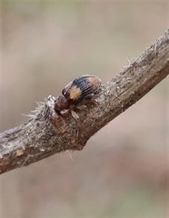 Rhynchaenus xylostei