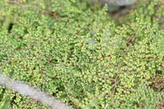 Adiantopsis dichotoma