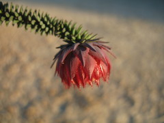 Darwinia neildiana