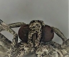 Lipogya exprimataria