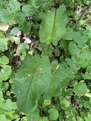 Arum cylindraceum