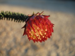 Darwinia neildiana