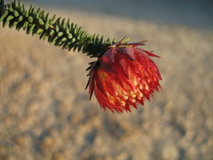 Darwinia neildiana