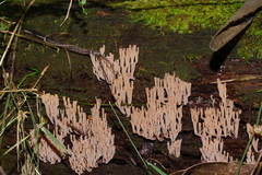 Artomyces austropiperatus
