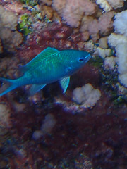 Chromis atripectoralis